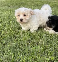 Blakely , a female Havanese for sale in Kenney, IL – 1 of 2