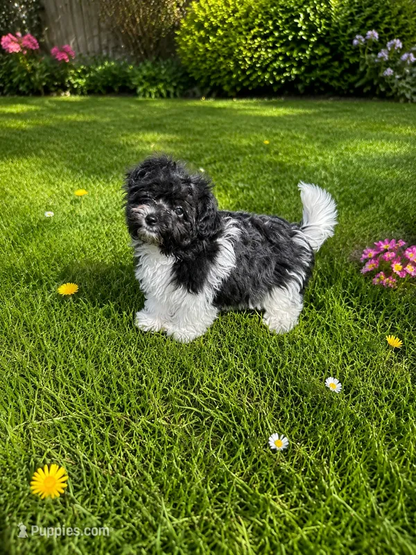 Kati – Havanese puppy for sale in Kenney, IL