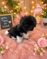 Theo, a male Havanese for sale in Kenney, IL – 1 of 1