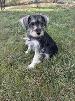 Mac, a male Miniature Schnauzer for sale in Kenney, IL – 3 of 4