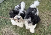 Brookie , a female Havanese for sale in Kenney, IL – 2 of 5