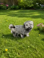 Cami , a female Havanese for sale in Kenney, IL – 2 of 2