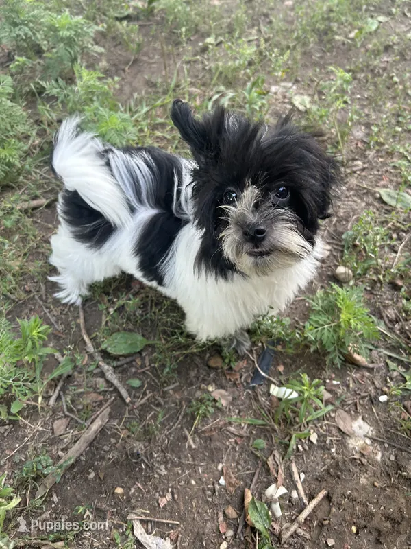 Hailey  – Havanese puppy for sale in Kenney, IL