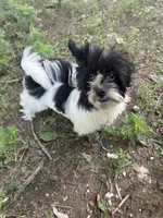 Hailey , a female Havanese for sale in Kenney, IL – 1 of 7