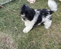Hailey , a female Havanese for sale in Kenney, IL – 6 of 7