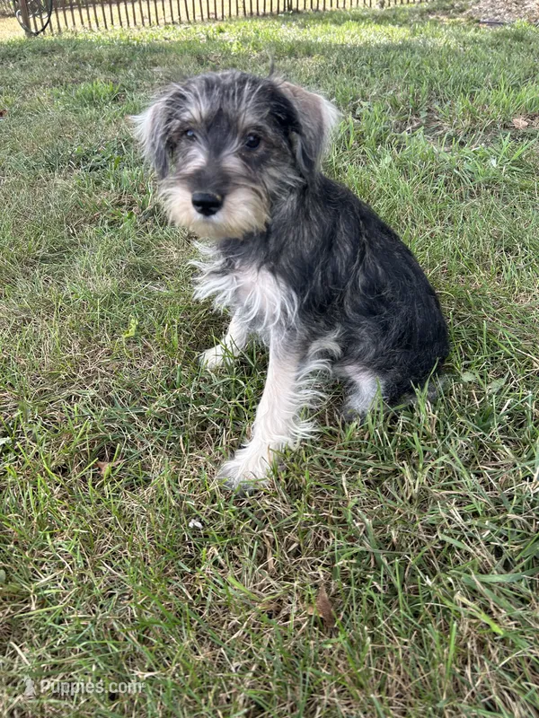 Mac – Miniature Schnauzer puppy for sale in Kenney, IL