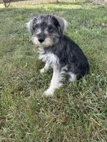 Mac, a male Miniature Schnauzer for sale in Kenney, IL – 1 of 4