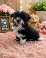 Maddox , a male Havanese for sale in Kenney, IL – 1 of 1