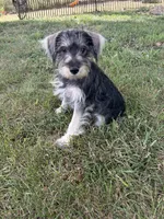 Mac, a male Miniature Schnauzer for sale in Kenney, IL – 2 of 4