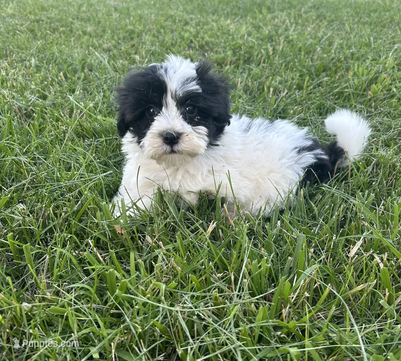 Brookie  – Havanese puppy for sale in Kenney, IL