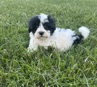 Brookie , a female Havanese for sale in Kenney, IL – 1 of 2