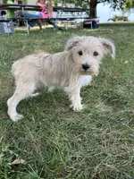Violet , a female Miniature Schnauzer for sale in Kenney, IL – 2 of 2