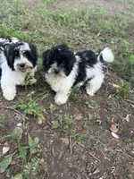 Hailey , a female Havanese for sale in Kenney, IL – 7 of 7