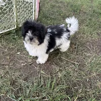 Hailey , a female Havanese for sale in Kenney, IL – 2 of 7