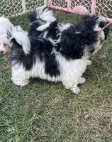 Hailey , a female Havanese for sale in Kenney, IL – 3 of 7