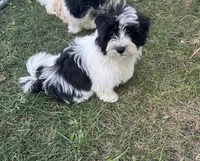 Brookie , a female Havanese for sale in Kenney, IL – 4 of 5