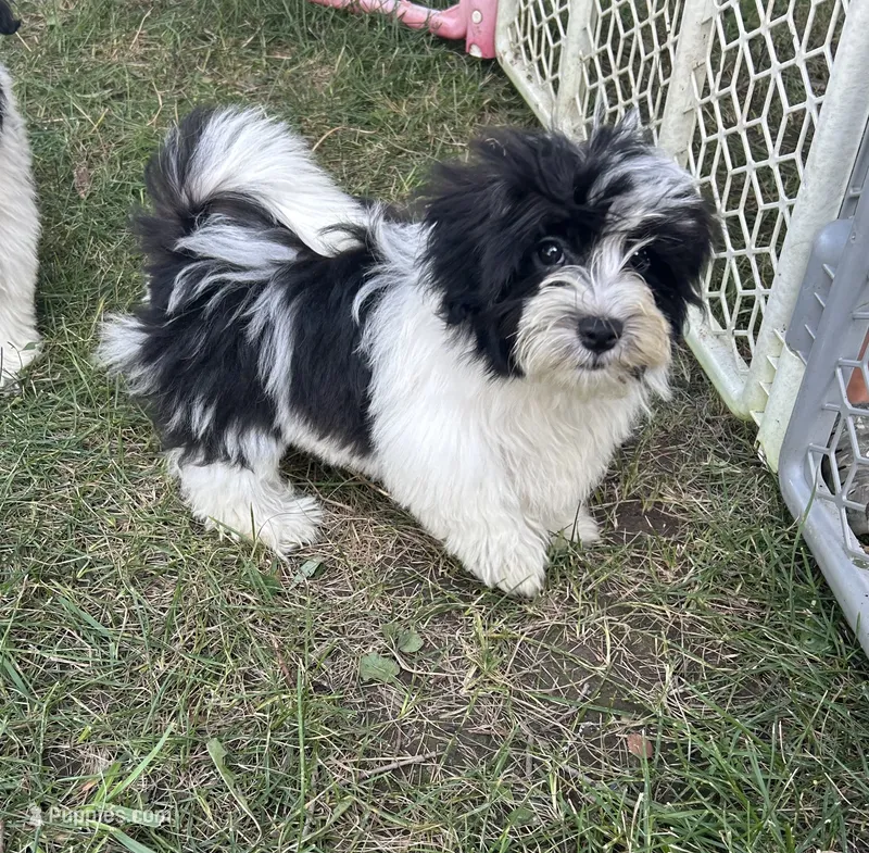 Brookie  – Havanese puppy for sale in Kenney, IL
