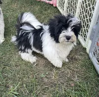 Brookie , a female Havanese for sale in Kenney, IL – 1 of 5