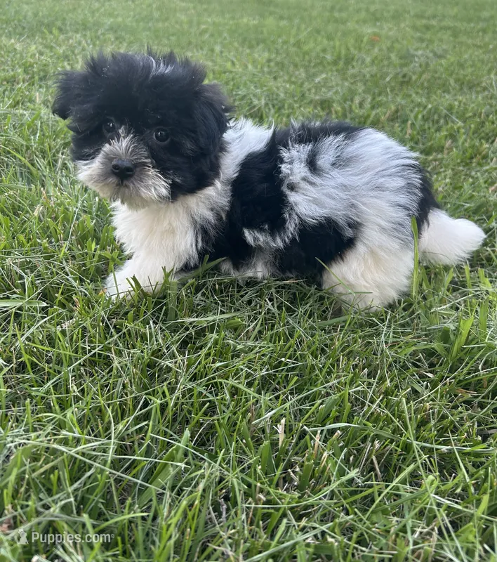 Hailey  – Havanese puppy for sale in Kenney, IL