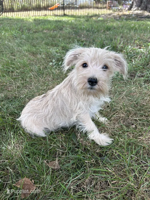 Violet  – Miniature Schnauzer puppy for sale in Kenney, IL