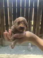 Latte , a male Poodle - Toy  for sale in Los Banos, CA – 3 of 4