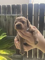 Espresso , a male Poodle - Toy  for sale in Los Banos, CA – 3 of 6