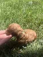 Biscoff , a male Poodle - Toy  for sale in Los Banos, CA – 3 of 5