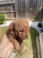 Penny Jr., a male Poodle - Toy  for sale in Los Banos, CA – Photo 5 of 5