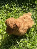 Penny Jr., a male Poodle - Toy  for sale in Los Banos, CA – 6 of 8