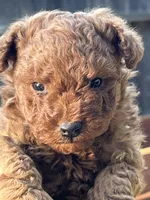 Penny Jr., a male Poodle - Toy  for sale in Los Banos, CA – Photo 1 of 5