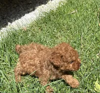 Penny Jr., a male Poodle - Toy  for sale in Los Banos, CA – 7 of 8