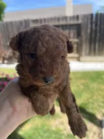 Penny Jr., a male Poodle - Toy  for sale in Los Banos, CA – Photo 4 of 5