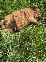 Penny Jr., a male Poodle - Toy  for sale in Los Banos, CA – 8 of 8