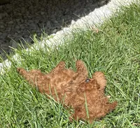 Penny Jr., a male Poodle - Toy  for sale in Los Banos, CA – 5 of 8