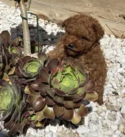 Penny Jr., a male Poodle - Toy  for sale in Los Banos, CA – 3 of 8
