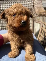 Penny Jr., a male Poodle - Toy  for sale in Los Banos, CA – 4 of 8