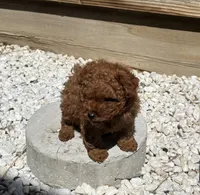 Penny Jr., a male Poodle - Toy  for sale in Los Banos, CA – 2 of 8