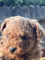 Penny Jr., a male Poodle - Toy  for sale in Los Banos, CA – Photo 2 of 5