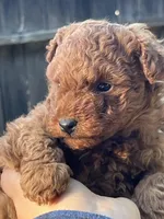 Penny Jr., a male Poodle - Toy  for sale in Los Banos, CA – Photo 3 of 5