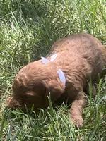 Espresso , a male Poodle - Toy  for sale in Los Banos, CA – 5 of 6