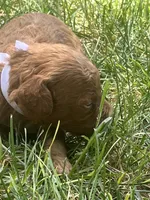 Espresso , a male Poodle - Toy  for sale in Los Banos, CA – 4 of 6