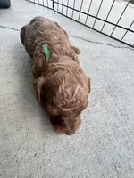 Biscoff , a male Poodle - Toy  for sale in Los Banos, CA – 4 of 5