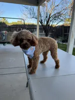 Chanel , a female Poodle - Toy  for sale in Los Banos, CA – 3 of 3