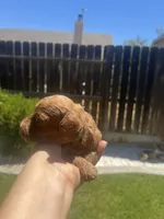 Biscoff , a male Poodle - Toy  for sale in Los Banos, CA – 2 of 5