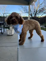 Chanel , a female Poodle - Toy  for sale in Los Banos, CA – 2 of 3