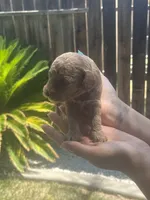 Latte , a male Poodle - Toy  for sale in Los Banos, CA – 4 of 4