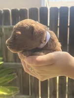 Espresso , a male Poodle - Toy  for sale in Los Banos, CA – 2 of 6