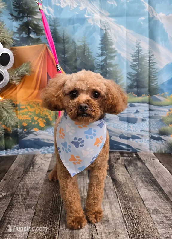 Chanel , a female Poodle - Toy  for sale in Los Banos, CA – 1 of 3