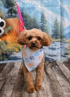 Chanel , a female Poodle - Toy  for sale in Los Banos, CA – 1 of 3