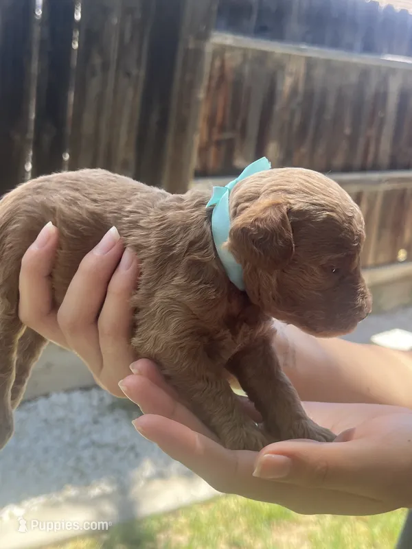 Latte  – Poodle - Toy  puppy for sale in Los Banos, CA